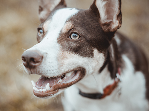 Happy Dog Happy Dog
